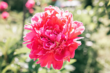 pink peony flower head in full bloom on a background of blurred green leaves and grass in the floral garden on a sunny summer day