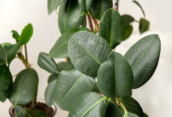 Ficus elastica. Large smooth leaves. Rubber ficus. Houseplants.