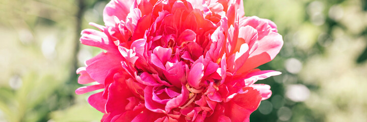 pink peony flower head in full bloom on a background of blurred green leaves and grass in the floral garden on a sunny summer day. banner