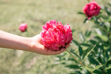 pink peony flower head in full bloom in a children hand on a background of blurred green leaves and...