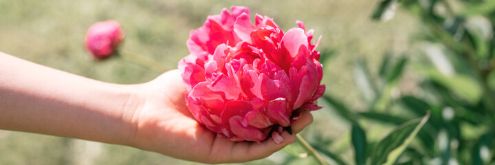 pink peony flower head in full bloom in a children hand on a background of blurred green leaves and grass in the floral garden on a sunny summer day. banner
