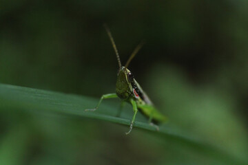 grasshopper on a leaf