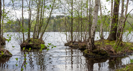 Obraz premium Lake. Spring flood. The forest is flooded with water.
