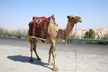 Camel at Goreme, Cappadocia, Turkey