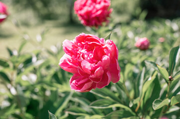 pink peony flower head in full bloom on a background of blurred green leaves and grass in the floral garden on a sunny summer day