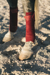 Detailed view of horse hoof in the arena.