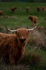 Szkocka krowa typu Highland na pastwisku - obrazy, fototapety, plakaty