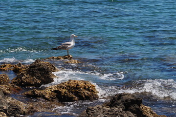 Biała mewa stojąca na kamieniu na tle morza i fal
