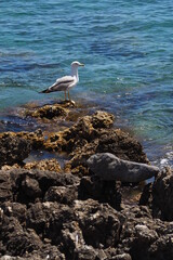 Biała mewa stojąca na kamieniu na tle morza i fal