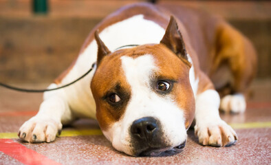 brown thoroughbred American Pit Bull Terrier dog