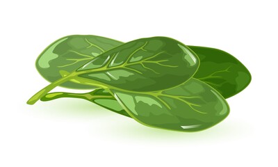 Cartoon of fresh juicy greenery, green salad plant, healthy diet. Vector tasty farm herb for vegetarian people, organic food. Concept of natural vegan product isolated on white background