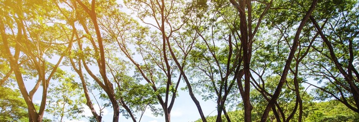 tree and blue sky background