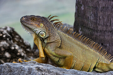 Closeup of green lizard iguana. Basking in the sun South Florida.