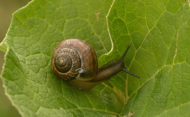 Snail on a green leaf Spread eyes, horns. Agricultural pest. Grape snail.