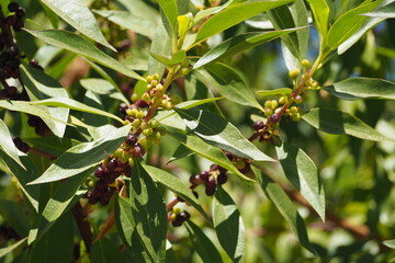 Zielone i bordowe jagody na zielonej gałązce, Grecja  © vofchok