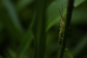 grasshopper on the grass