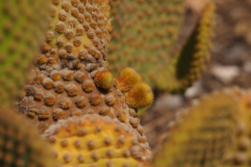 Liście kaktusa w zbliżeniu