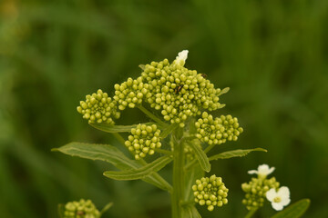 Flower buds. Unblown white flower buds. Wildflowers in spring. 