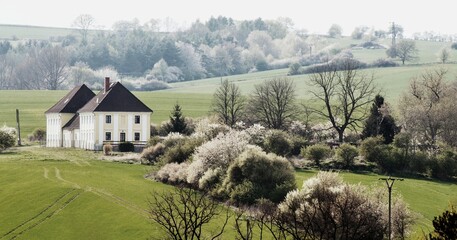 Blooming trre, green meadow and farmhouse, Kolodeje.