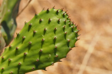 Powierzchnia kaktusa w zbliżeniu