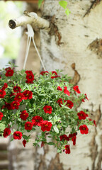 Beautiful red petunia in a pot hanging on a birch tree