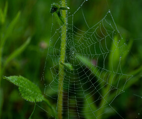 drops of water on the spider web