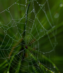 drops of water on the spider web