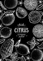 Fototapeta na wymiar Citrus sketch collection. Hand drawn vector illustration. Organic food, citrus design template. Engraving illustration.
