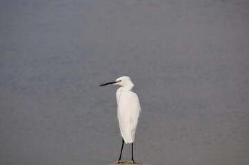 Aigrette, oiseau, échassier