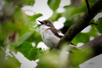 Singing Bird, Sparrow