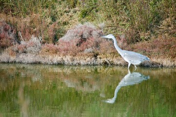 Aigrette, oiseau, échassier
