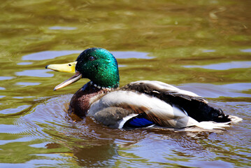 Duck in the water makes sound