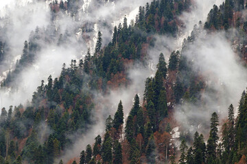 Trees in morning fog on mountain. Spruce trees