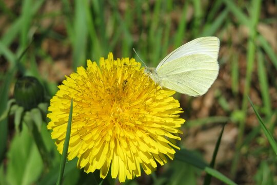 Fototapeta Cabbage butterfly on dandelion flower in the garden, closeup