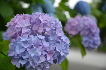 紫陽花