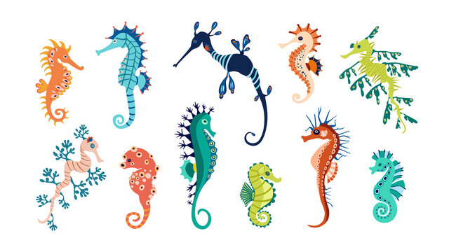 Set colorful seahorses. Pretty seahorses different silhouette on white background. For festive card, logo, children, pattern, tattoo, decorative, creative concept. Cartoon vector illustration