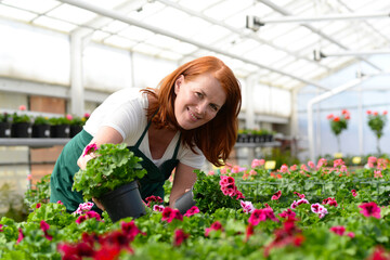 Portrait of a cheerful working woman in a nursery - Greenhouse with colourful flowers for sale