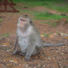 Monkey at Angkor Wat Temple (Cambodia) on a rainy day