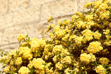 Bushes of yellow flowers on the stone wall for the background (Selective focus)