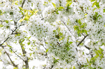 Blossoming cherry tree. Spring flowers. Nature background