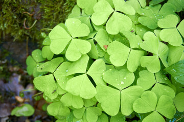 close up of beautiful clover leaves