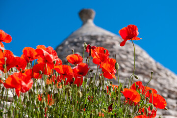 Old stone house with red poppy in Italy