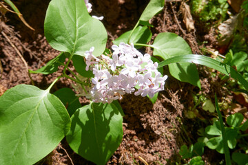 close up of white pink flowers