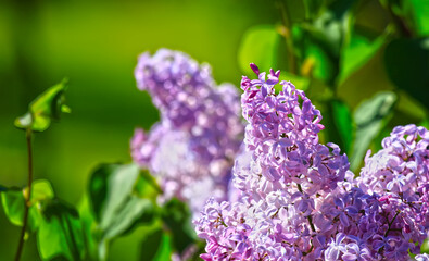 Art photo of lilac bush. Spring flowers - blooming lilac spring flowers. Spring natural blurred background. Soft focus.