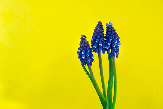 Flatlay Of Three Blue Flowers On A Yellow Background With Plenty Of Empty Space. Floral Background With Place For Banner.