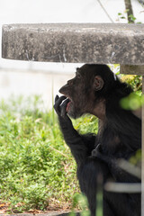 指を舐めるチンパンジー
