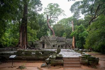  Та Prohm is the largest temple, it rains in the rainy season.  Restorers spared banyan trees with their aerial roots. The preserved symbiosis of stone and wood allows us to see Ta Prohm in this form.