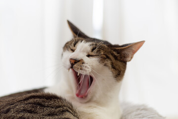眠い猫　キジトラ猫