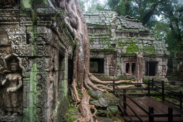  Та Prohm is the largest temple, it rains in the rainy season.  Restorers spared banyan trees with their aerial roots. The preserved symbiosis of stone and wood allows us to see Ta Prohm in this form.