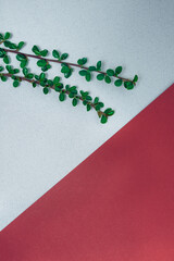 Flatlay of two green twigs on shaggy light blue paper with burgundy paper in the corner. Floral and colored paper background concept.